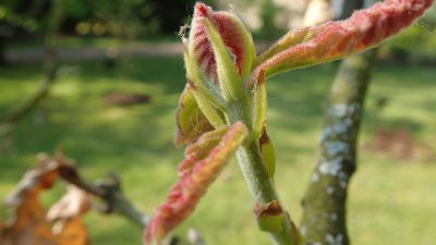 Quercus dentata - dub zubatý